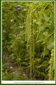 Amaranthus Caudatus